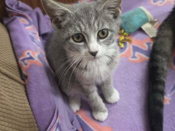 Tigris -  Domestic Short Hair Cat for Adoption in Fulton, New York - Tigris | PetCurious