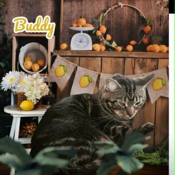 Buddy & Lucky -  Domestic Short Hair Cat for Adoption in Lapeer, Michigan - Buddy & Lucky | PetCurious