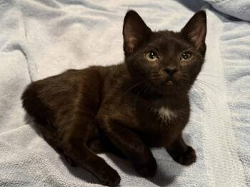Cappuccino DeCat -  Domestic Short Hair Cat for Adoption in Trenton, New Jersey - Cappuccino DeCat | PetCurious