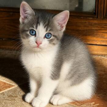 Aurora -  Domestic Short Hair Cat for Adoption in Rochester, Minnesota - Aurora | PetCurious