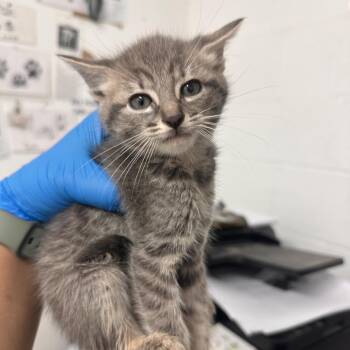 Domestic Short Hair Cats Available for Adoption in Edinburg, Texas - Grape | PetCurious
