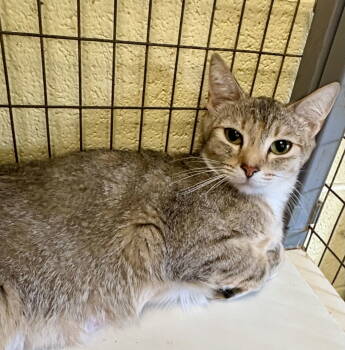 Rescue Tabby and Domestic Short Hair Cats for Adoption in Crossville, Tennessee - ZOEY | PetCurious