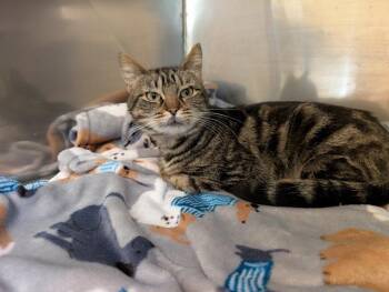 Domestic Short Hair Cats Available for Adoption in Portland, Oregon - Lentil | PetCurious