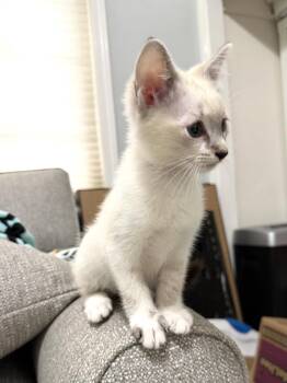 Weston, Frank, Frost and Snowy -  Siamese Cat for Adoption in Walnut Creek, California - Weston, Frank, Frost And Snowy | PetCurious