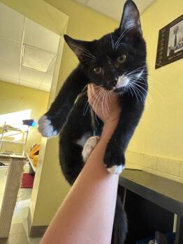 Wave -  Domestic Short Hair Cat for Adoption in Blountville, Tennessee - Wave | PetCurious