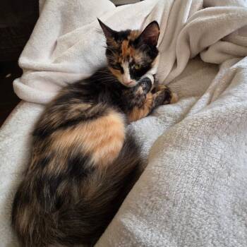 Hazel Mae -  Domestic Medium Hair Cat for Adoption in Houston, Texas - Hazel Mae | PetCurious