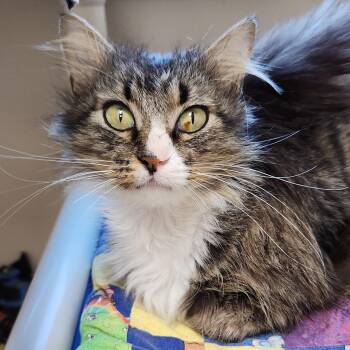 Racoon -  Domestic Long Hair Cat for Adoption in Marshfield, Wisconsin - Racoon | PetCurious