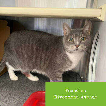 Rescue Domestic Short Hair Cats for Adoption in Lynchburg, Virginia - Sahara | PetCurious