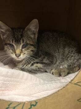 Domestic Short Hair Cats Available for Adoption in West Chester, Pennsylvania - Rain | PetCurious