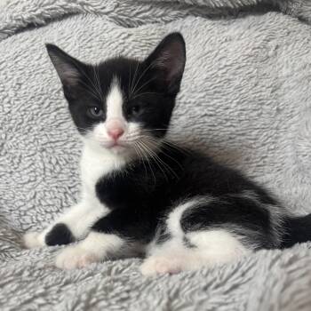 BOWIE -  Tuxedo and Domestic Short Hair Cat for Adoption in Columbus, Ohio - BOWIE | PetCurious