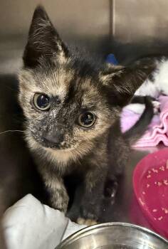 Mary Ann -  Domestic Short Hair Cat for Adoption in Wantagh, New York - Mary Ann | PetCurious