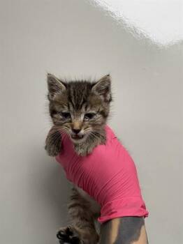ACORN -  Domestic Short Hair Cat for Adoption in Ontario, California - ACORN | PetCurious