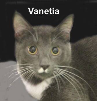 Vanetia Fuhr. (sweet sister to Vinnie Fuhr.) -  Domestic Short Hair Cat for Adoption in Stowe, Pennsylvania - Vanetia Fuhr. (sweet Sister To Vinnie Fuhr.) | PetCurious