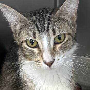 Rescue Domestic Short Hair Cats for Adoption in Galveston, Texas - Trinity | PetCurious