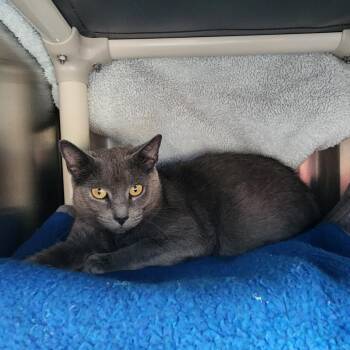 Sandi -  Domestic Short Hair Cat for Adoption in Walker, Michigan - Sandi | PetCurious