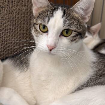 Domestic Short Hair Cats Available for Adoption in Mokena, Illinois - Shyanne | PetCurious