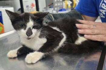Spicie -  Domestic Short Hair Cat for Adoption in Hillsdale, Indiana - Spicie | PetCurious