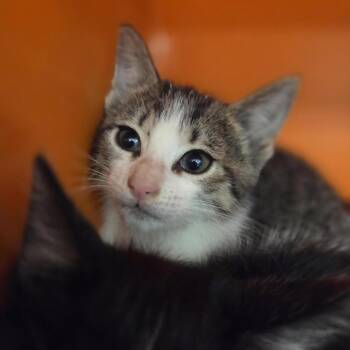 Domestic Short Hair Cats Available for Adoption in Houston, Texas - Storm | PetCurious