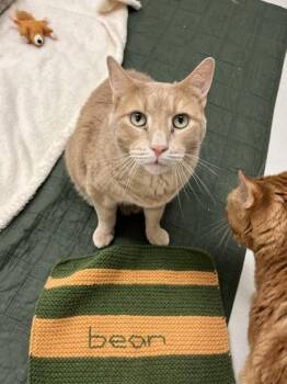 Bean -  Domestic Short Hair Cat for Adoption in New Hope, Pennsylvania - Bean | PetCurious