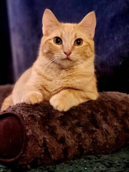 Domestic Short Hair Cats Available for Adoption - CHEESE ITZ | PetCurious