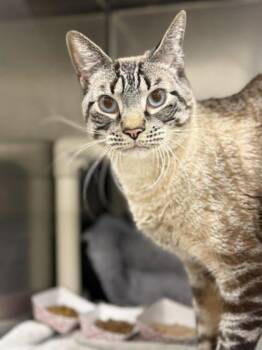 Domestic Short Hair Cats Available for Adoption in Annapolis, Maryland - Blu | PetCurious