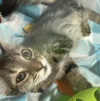 Domestic Medium Hair Cats Available for Adoption in Jackson, Georgia - Jerny | PetCurious