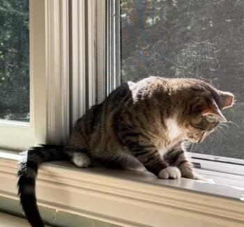 Domestic Short Hair Cats Available for Adoption in Elmsford, New York - Mochi **Courtesy Post | PetCurious