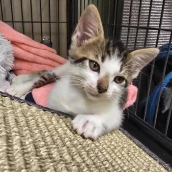 Rhysand -  Domestic Short Hair Cat for Adoption in Prince Frederick, Maryland - Rhysand | PetCurious