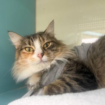 Butterscotch -  Domestic Long Hair Cat for Adoption in Sunrise, Florida - Butterscotch | PetCurious