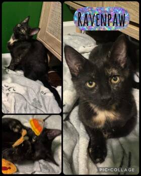 Ravenpaw -  Domestic Short Hair Cat for Adoption in Evans, Georgia - Ravenpaw | PetCurious
