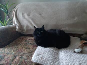 Rescue Domestic Long Hair Cats for Adoption in Acushnet, Massachusetts - Rupert & Tallulah | PetCurious