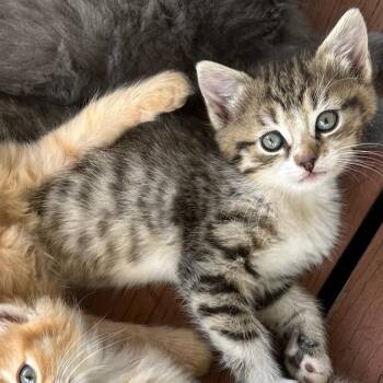 Jill -  Domestic Short Hair Cat for Adoption in Ringtown, Pennsylvania - Jill | PetCurious