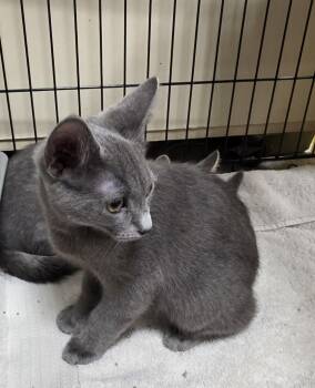 Stormy -  Domestic Short Hair Cat for Adoption in Lancaster, Pennsylvania - Stormy | PetCurious