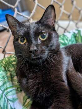 Rescue Domestic Short Hair Cats for Adoption in Bloomsburg, Pennsylvania - Janet | PetCurious