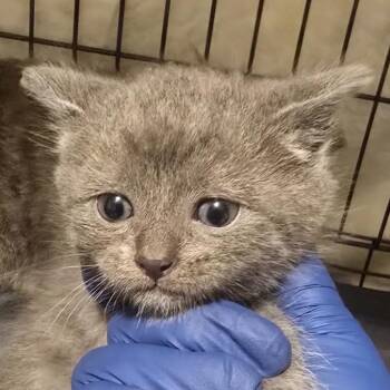 Milton -  Domestic Short Hair Cat for Adoption in Danbury, Connecticut - Milton | PetCurious