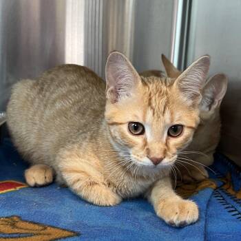 George -  Domestic Short Hair Cat for Adoption in Matteson, Illinois - George | PetCurious