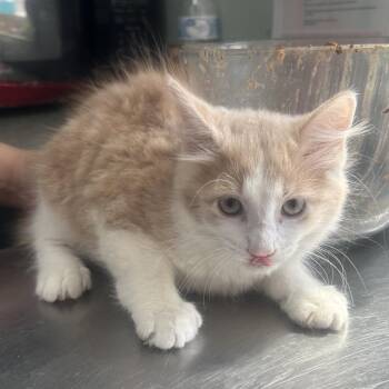 Tobias -  Domestic Medium Hair Cat for Adoption in West Point, Mississippi - Tobias | PetCurious