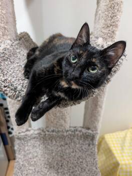 Slice -  Domestic Short Hair Cat for Adoption in Seattle, Washington - Slice | PetCurious