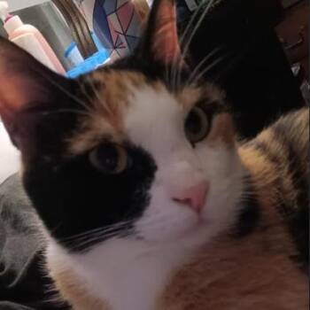 Cinnamon (26-1066) -  Domestic Short Hair Cat for Adoption in Gordonsville, Tennessee - Cinnamon (26-1066) | PetCurious