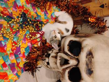 Rescue Calico Cats for Adoption in Phoenix, Arizona - Bonita Calico 3lbs Older Kids/no Dogs | PetCurious