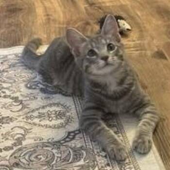 Mickey -  Domestic Short Hair Cat for Adoption in Lemoyne, Pennsylvania - Mickey | PetCurious