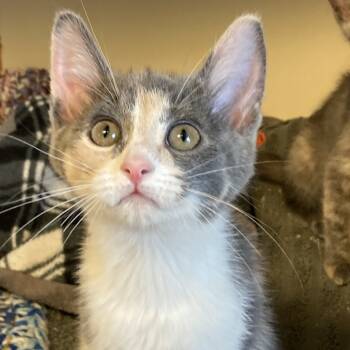 Rescue Domestic Short Hair Cats for Adoption in South Elgin, Illinois - Lovebird | PetCurious
