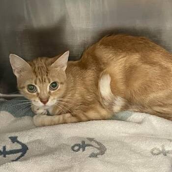 1468-C26 -  Domestic Short Hair Cat for Adoption in Port Charlotte, Florida - 1468-C26 | PetCurious
