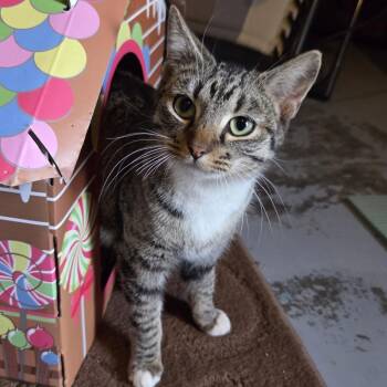 Domestic Short Hair Cats Available for Adoption - Roxey | PetCurious