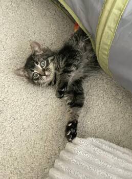 Domestic Short Hair Cats Available for Adoption - Fanny | PetCurious