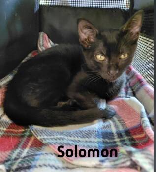 Solomon -  Domestic Medium Hair Cat Available for Adoption - Solomon | PetCurious