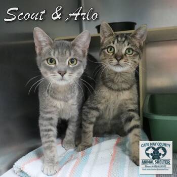 Arlo and Scout -  Domestic Short Hair Cat for Adoption in Middle Township, New Jersey - Arlo And Scout | PetCurious