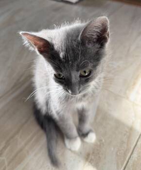 Pickles -  Domestic Short Hair Cat for Adoption in Warren, Michigan - Pickles | PetCurious