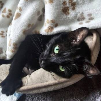 Domestic Short Hair Cats Available for Adoption in Wayne, New Jersey - Nelly | PetCurious
