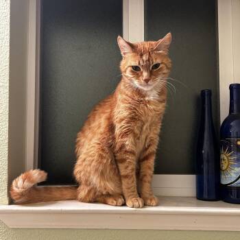 Roxanne -  Domestic Short Hair Cat for Adoption in Sonora, California - Roxanne | PetCurious